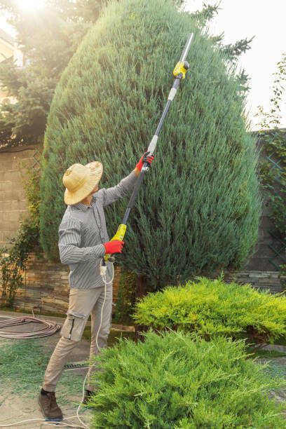 Best Tree Removal Contractors  in USA